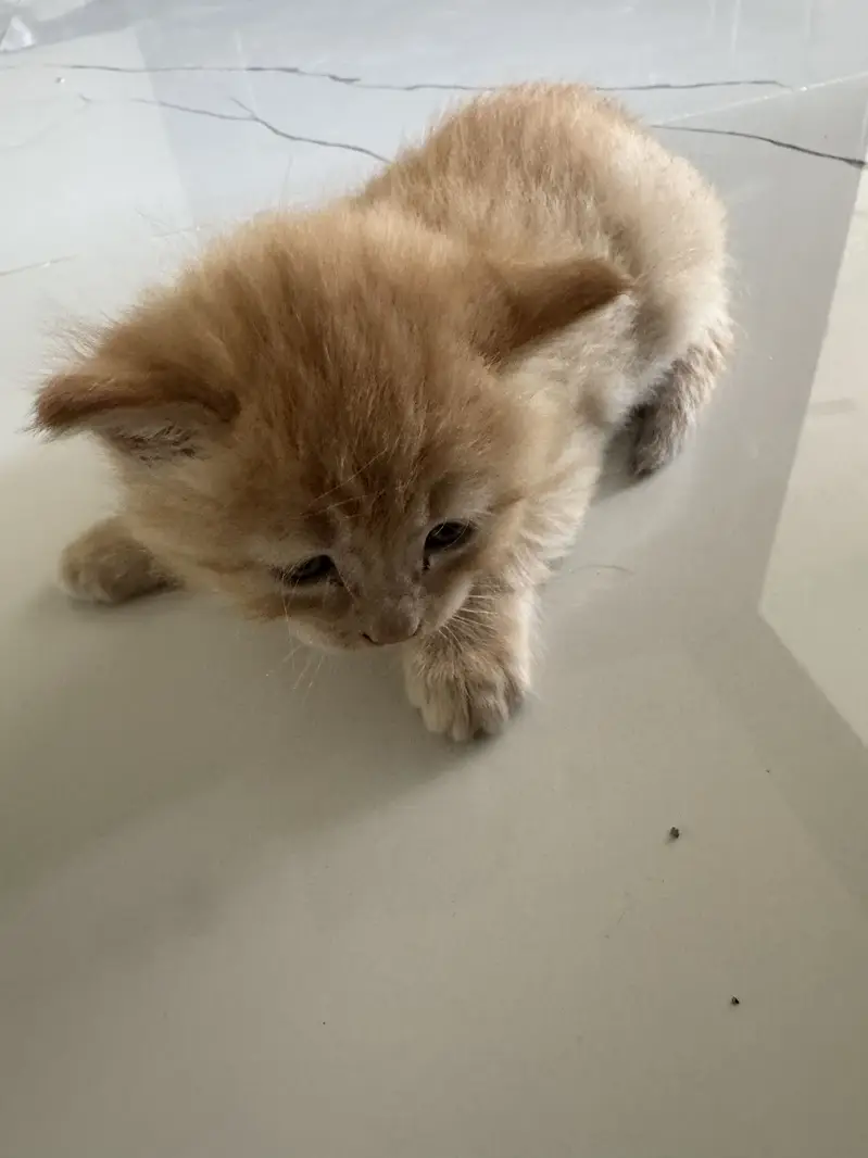 kitten — photo 2
