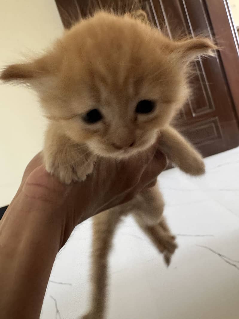 kitten 2