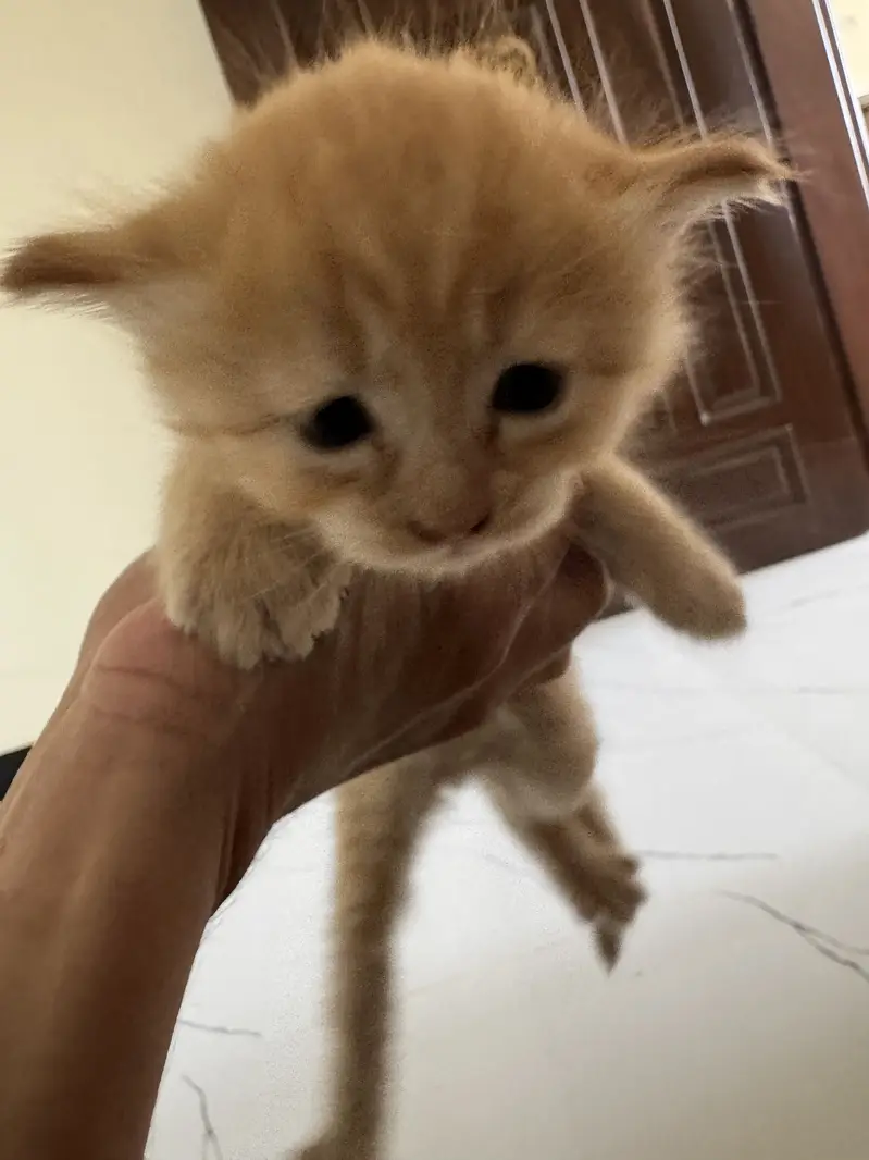 kitten — photo 3