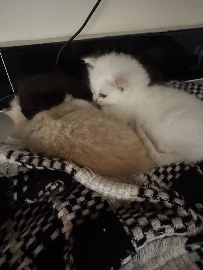 kitten 3