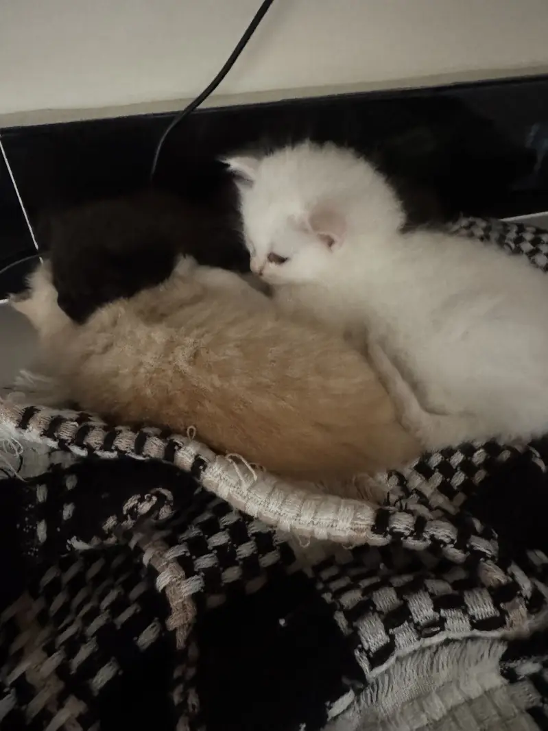 kitten — photo 4