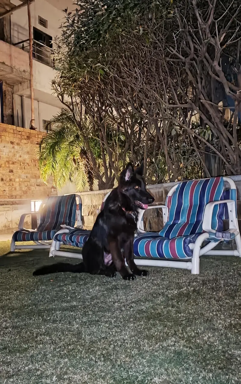 Black German Shepherd Puppy — photo 2