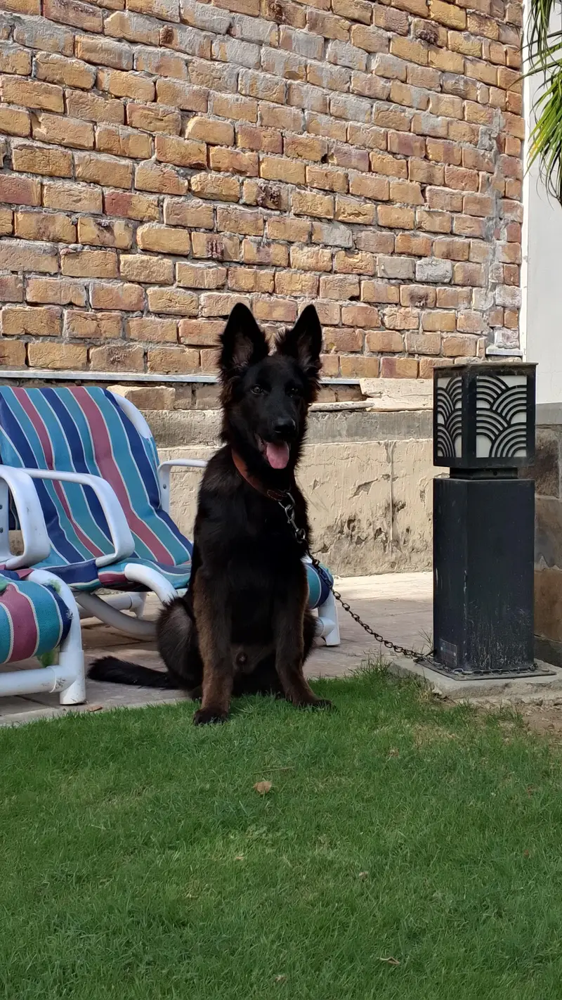 Black German Shepherd Puppy — photo 4