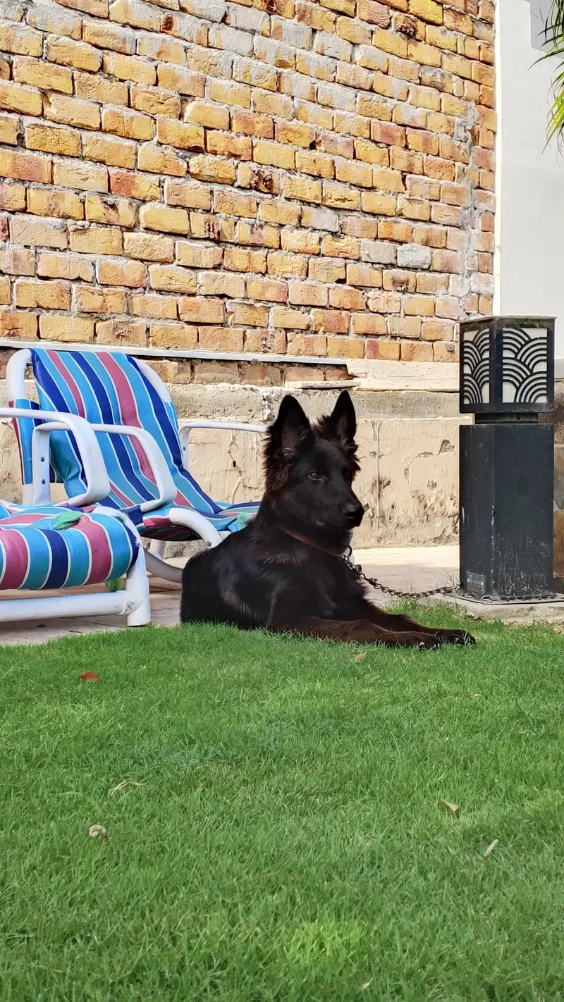 Black German Shepherd Puppy — photo 5