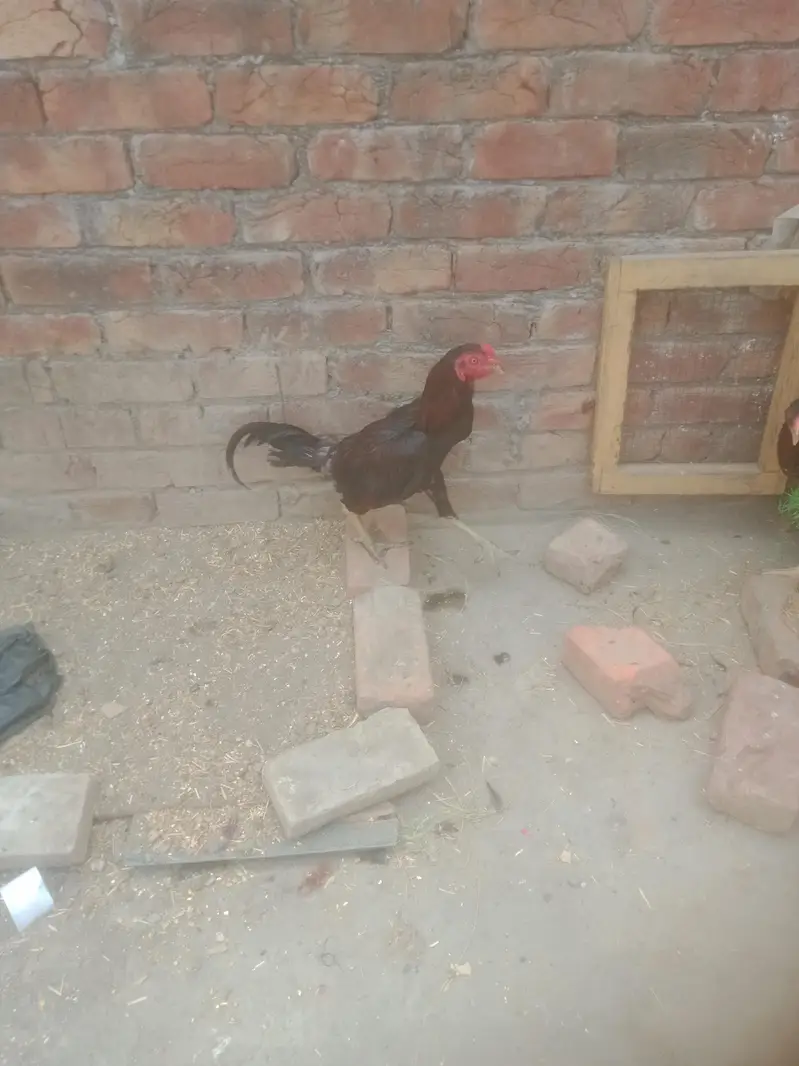 aseel burmi murga 03248407741 — photo 4