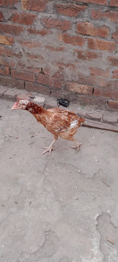 Hen 4500 and per chick 1800