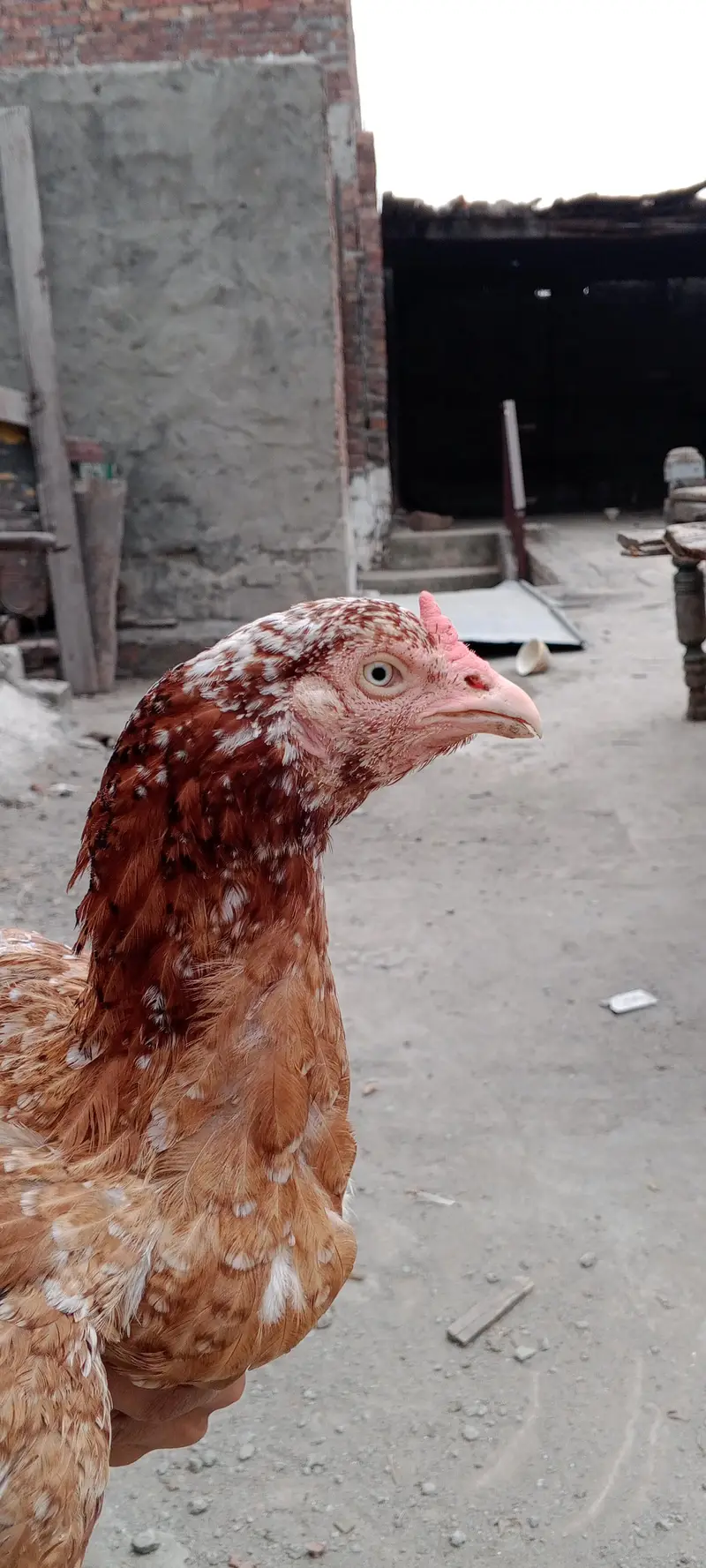 Hen 4500 and per chick 1800 — photo 2