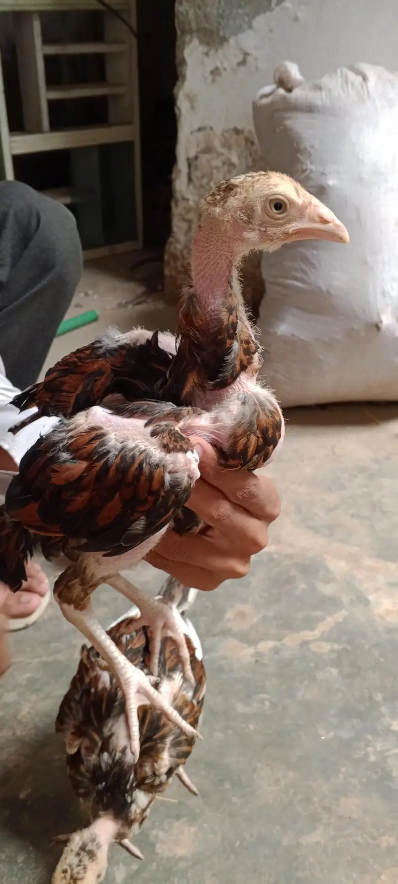 Hen 4500 and per chick 1800 — photo 3
