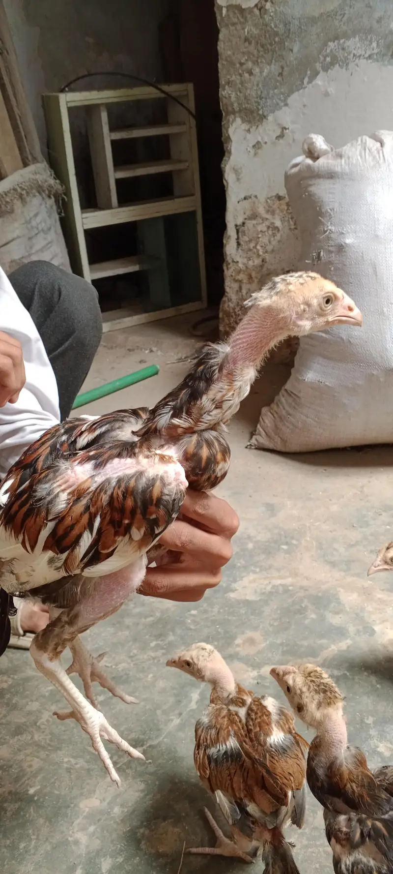 Hen 4500 and per chick 1800 — photo 4