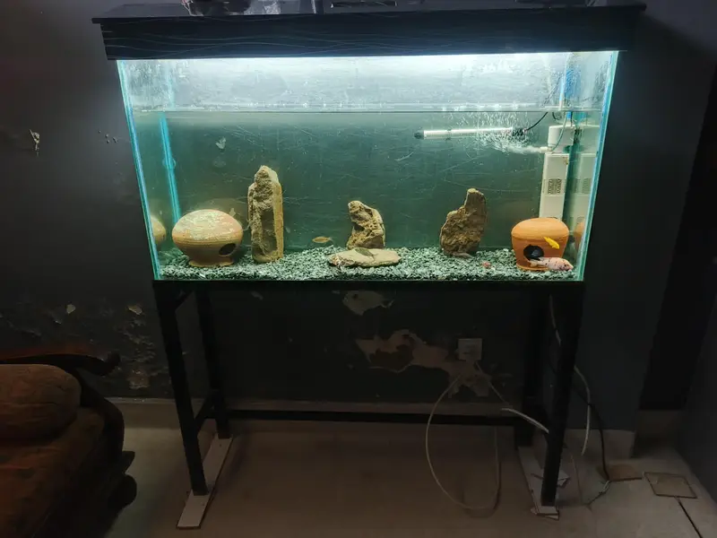 4ft Aquarium and koi fishes for sale