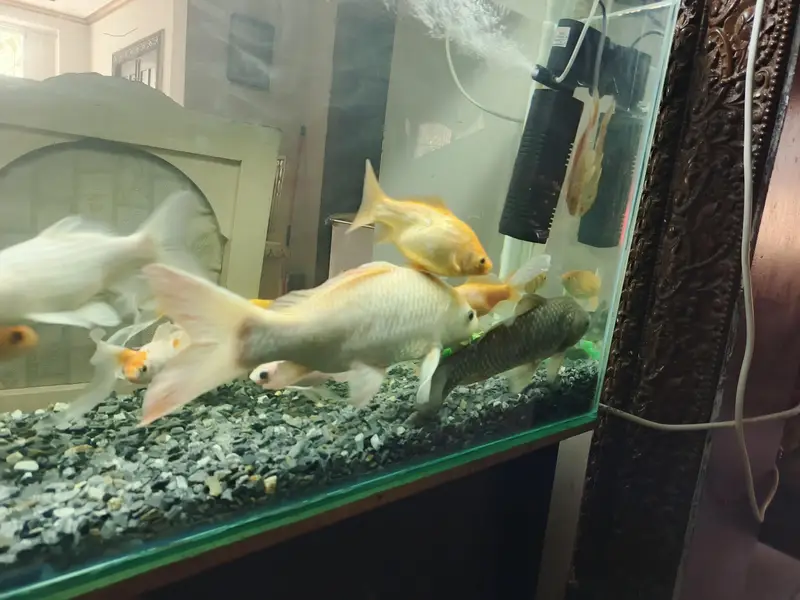 4ft Aquarium and koi fishes for sale — photo 2