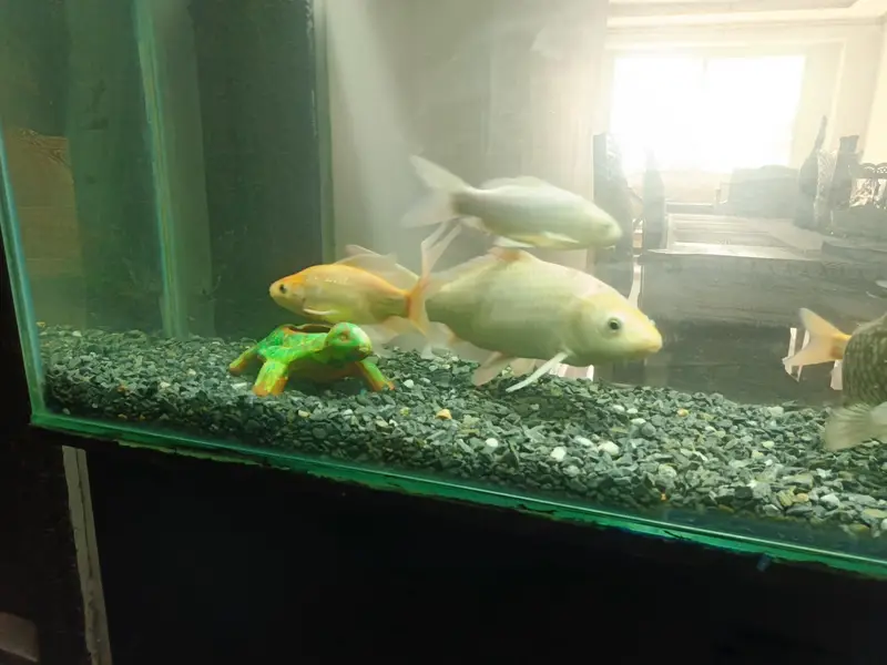 4ft Aquarium and koi fishes for sale — photo 3