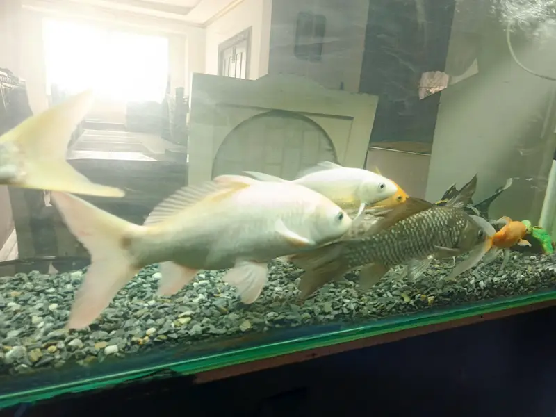 4ft Aquarium and koi fishes for sale — photo 4