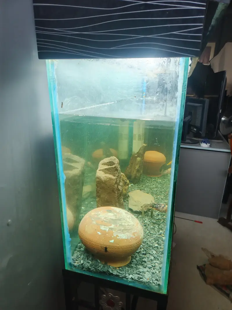 4ft Aquarium and koi fishes for sale — photo 5