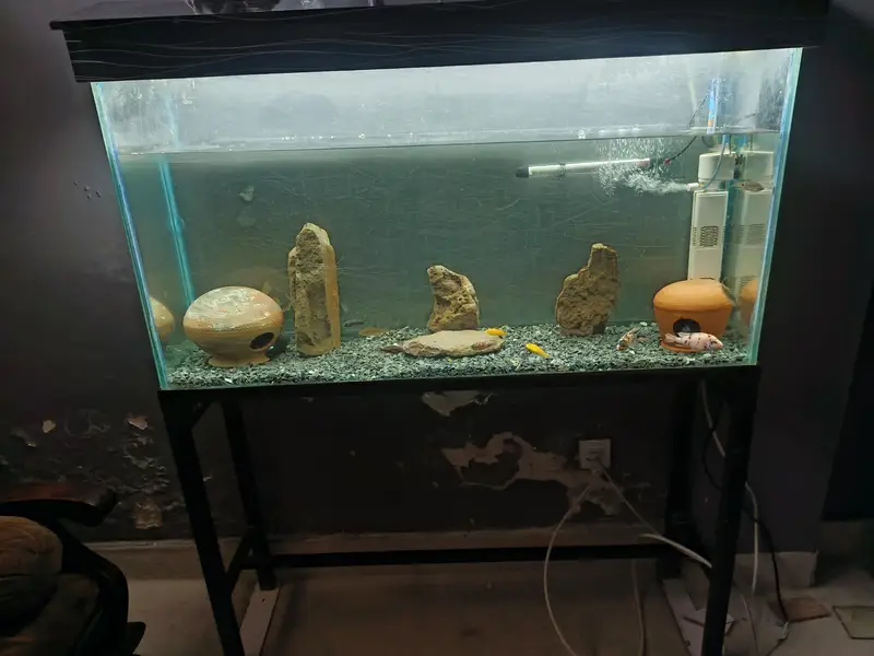 4ft Aquarium and koi fishes for sale — photo 7