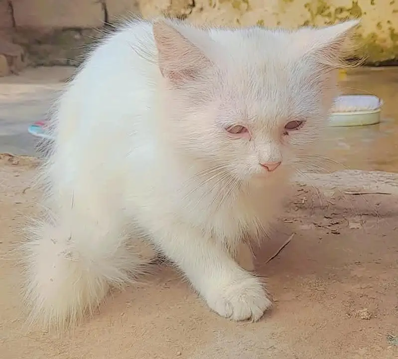 خوبصورت بلی اور بلا برائے فروخت (باپ اور بیٹی ) — photo 6