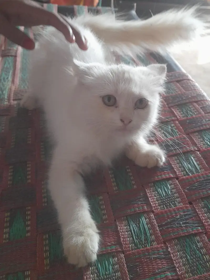 خوبصورت بلی اور بلا برائے فروخت (باپ اور بیٹی ) — photo 7