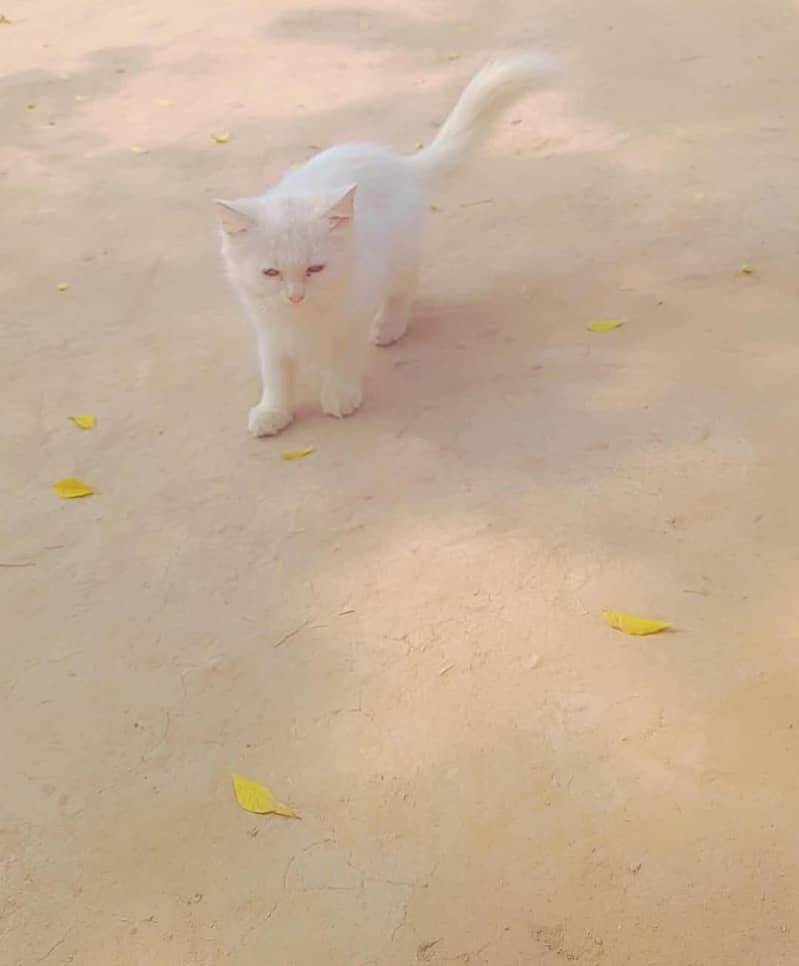 خوبصورت بلی اور بلا برائے فروخت (باپ اور بیٹی ) 7