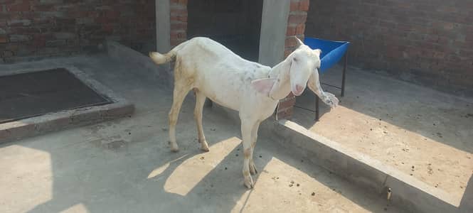 desi bakri for sale
