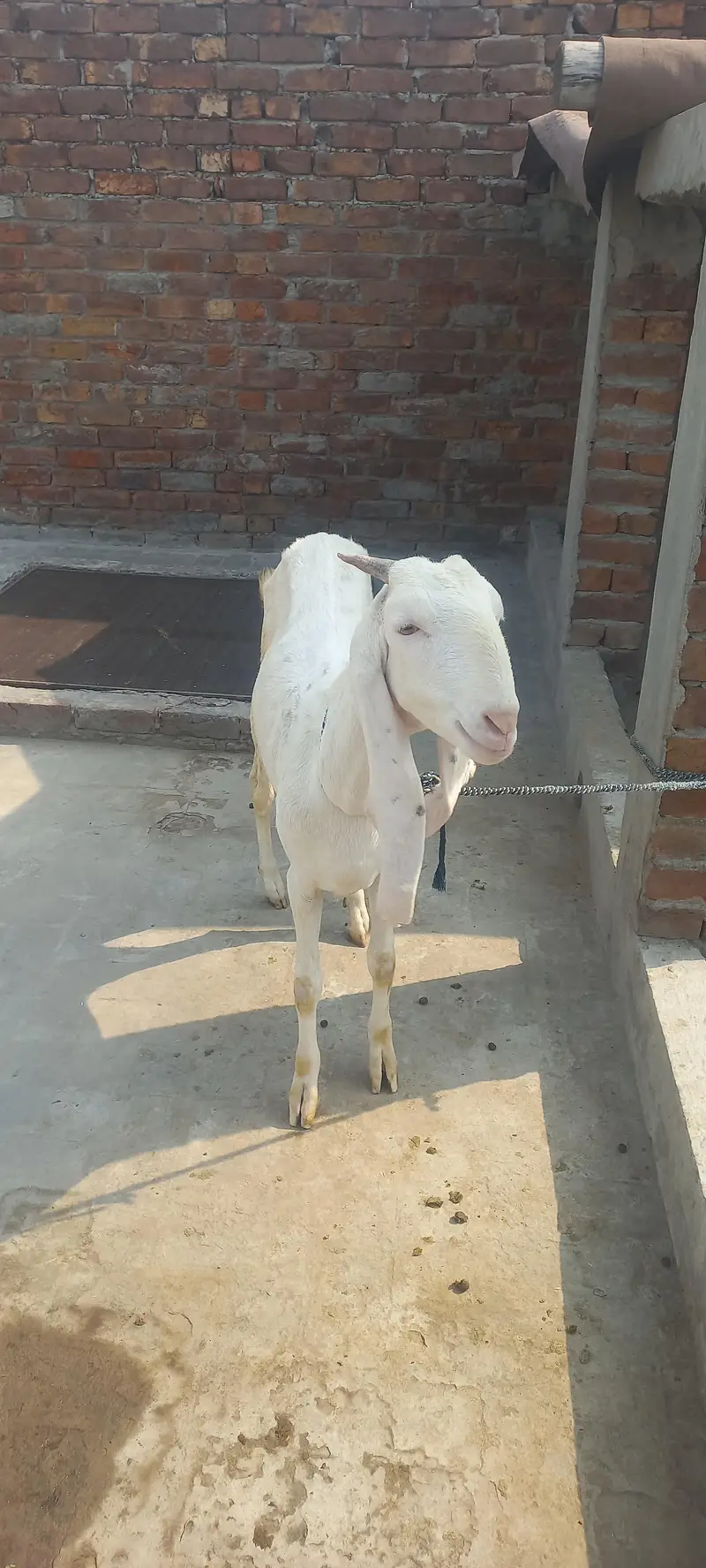 desi bakri for sale — photo 2
