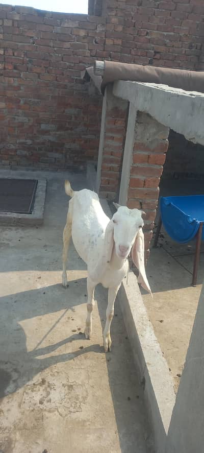 desi bakri for sale