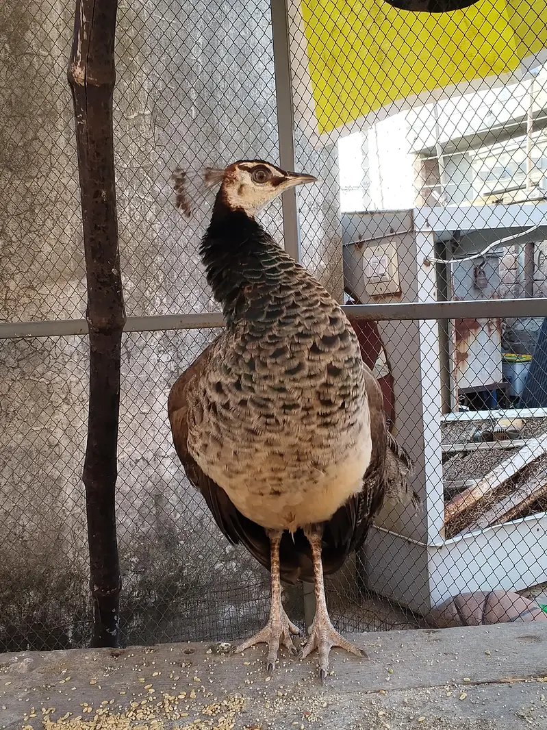 peacock 2026 model