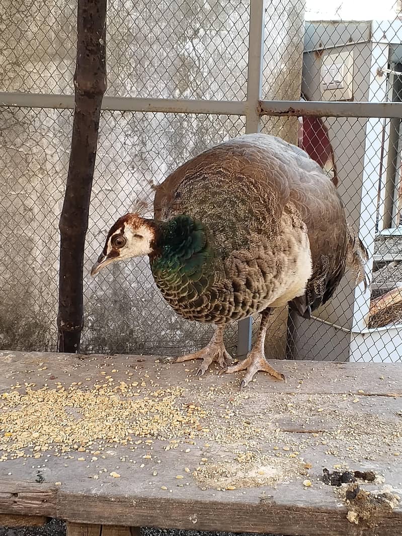 peacock 2026 model 3