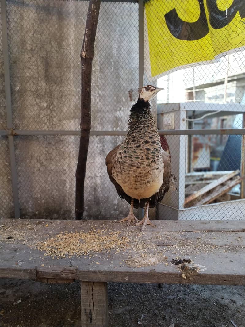 peacock 2026 model 4