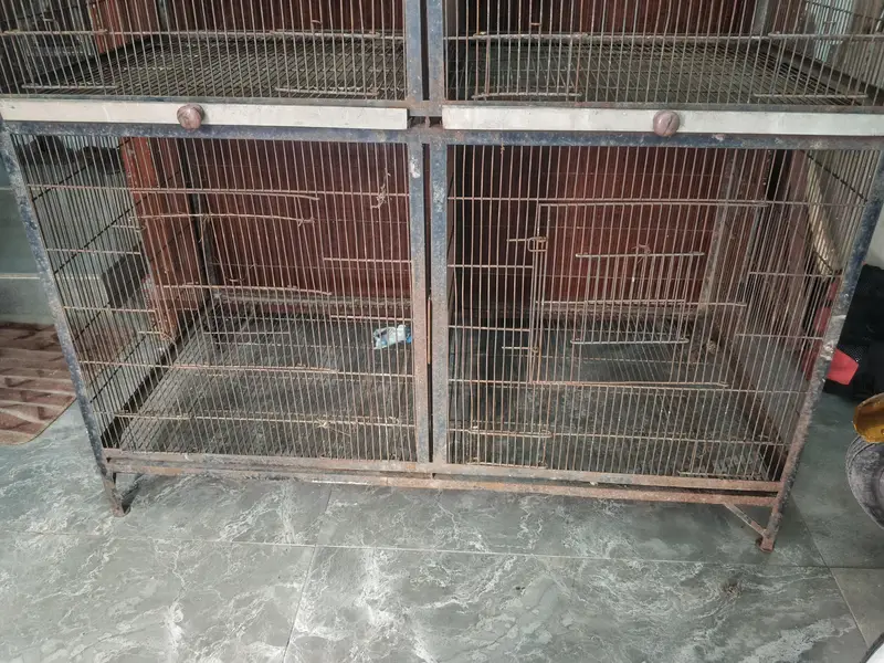 birds cage — photo 3