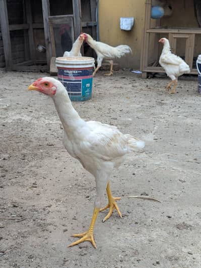 Shamo Pair 4 month of age