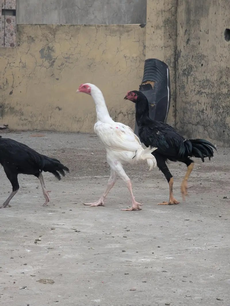 Shamo Pair 4 month of age — photo 2
