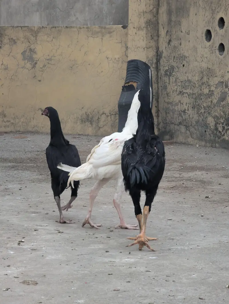 Shamo Pair 4 month of age — photo 3