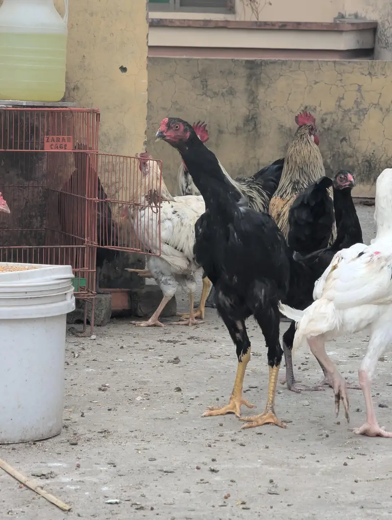 Shamo Pair 4 month of age — photo 4