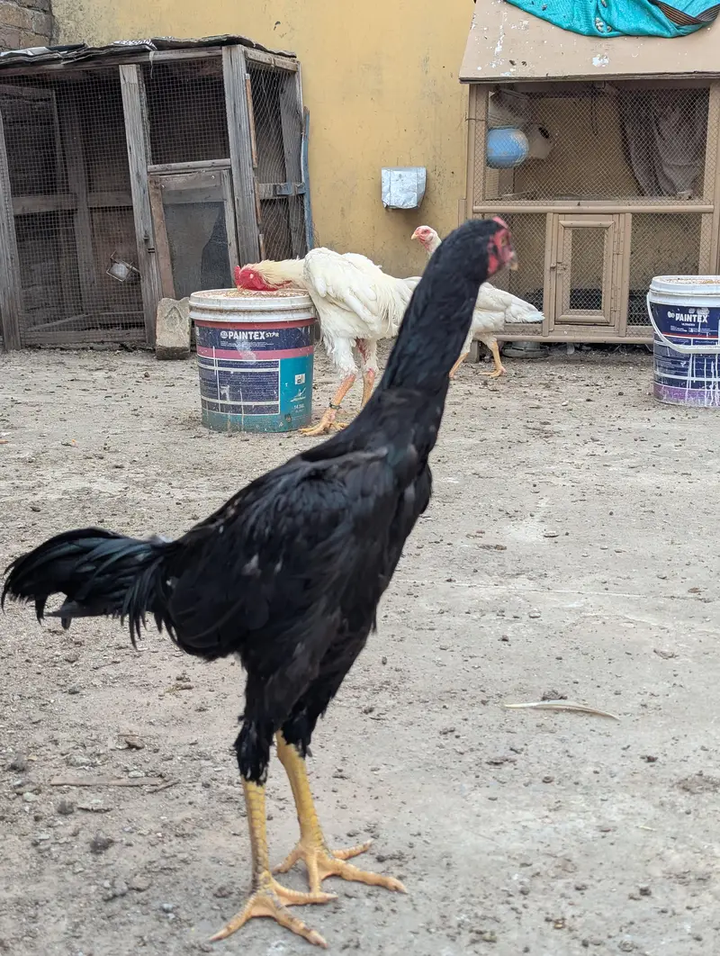 Shamo Pair 4 month of age — photo 5