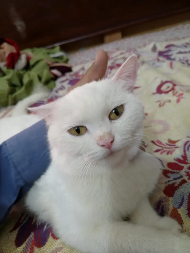 white Persian cat — photo 4