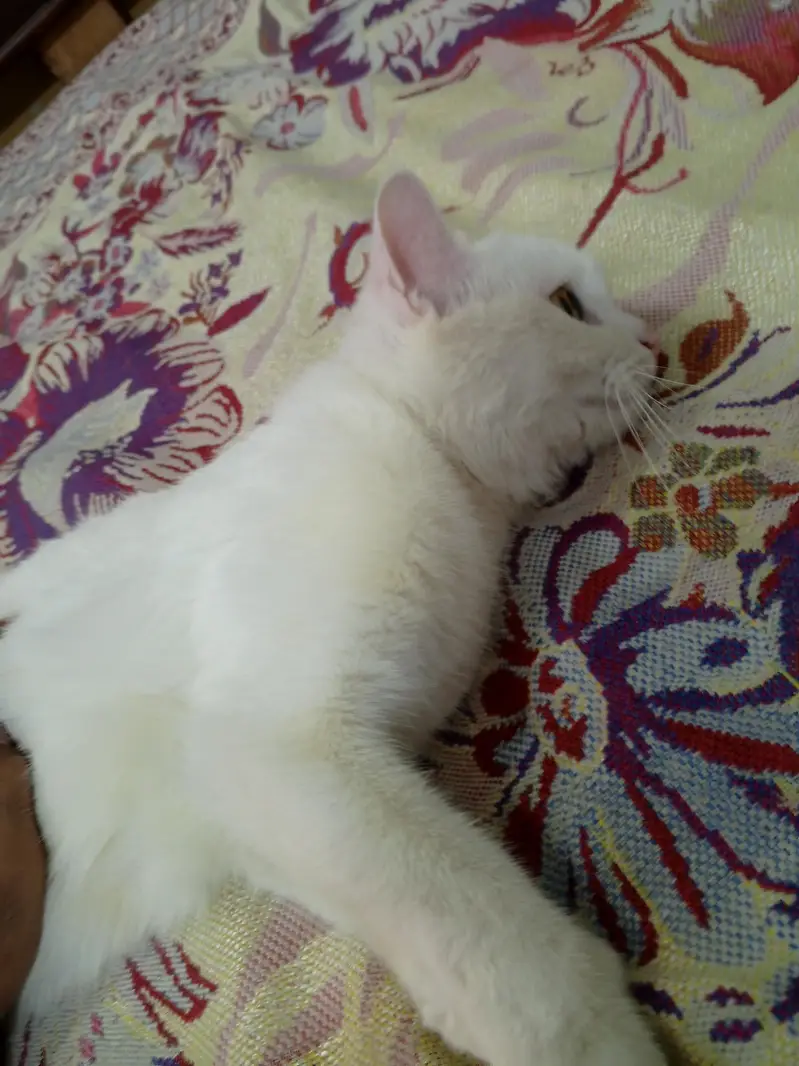 white Persian cat — photo 5