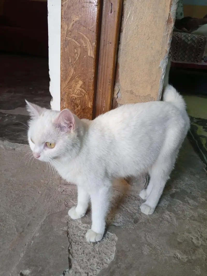 white Persian cat — photo 6