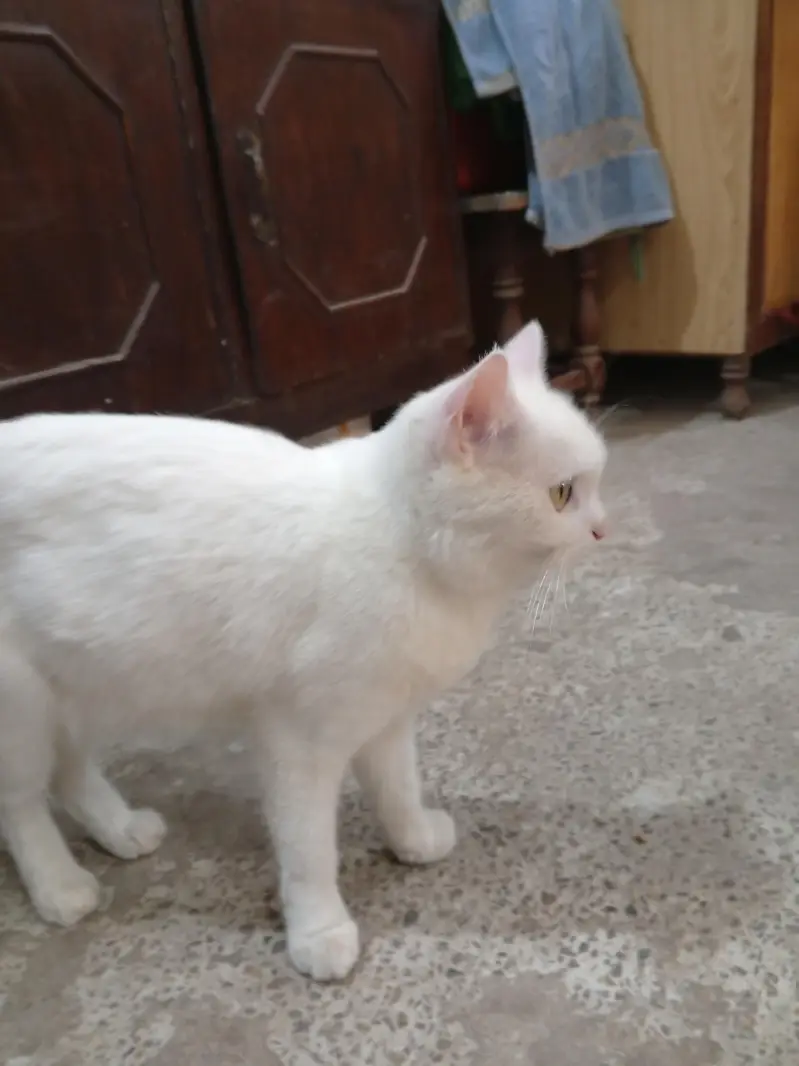 white Persian cat — photo 7