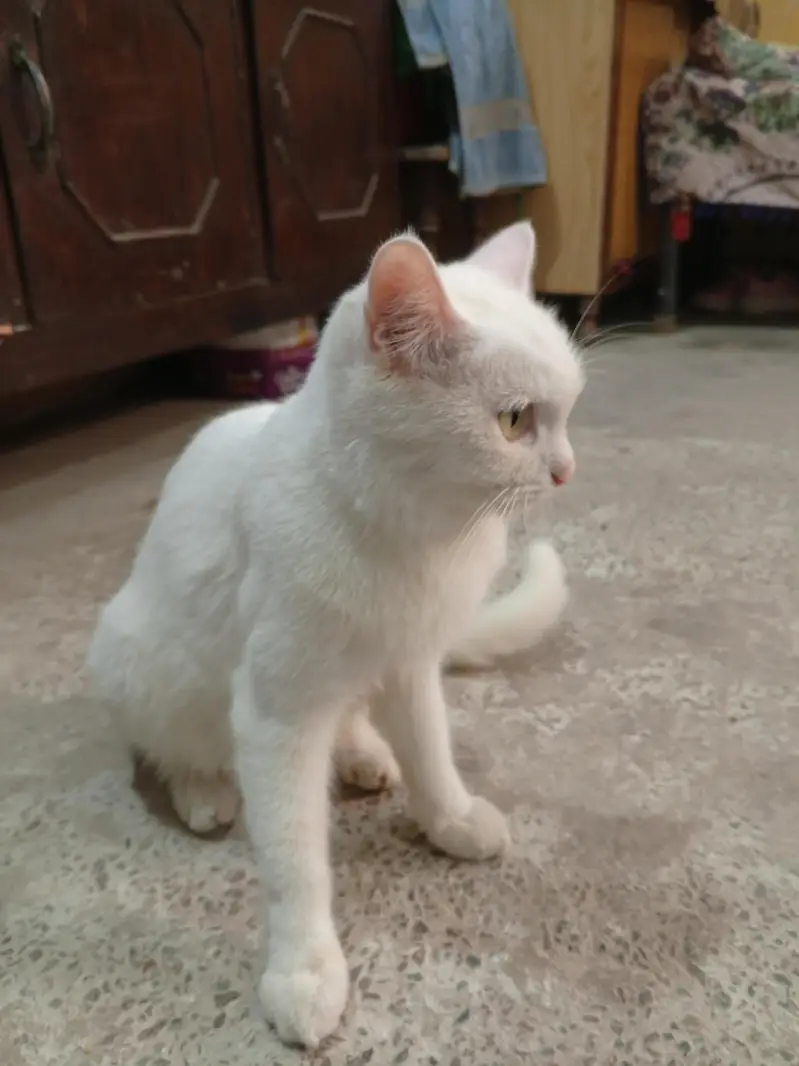 white Persian cat — photo 8