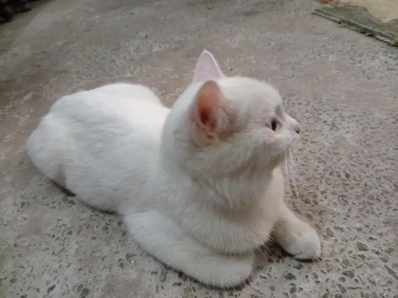 white Persian cat — photo 9