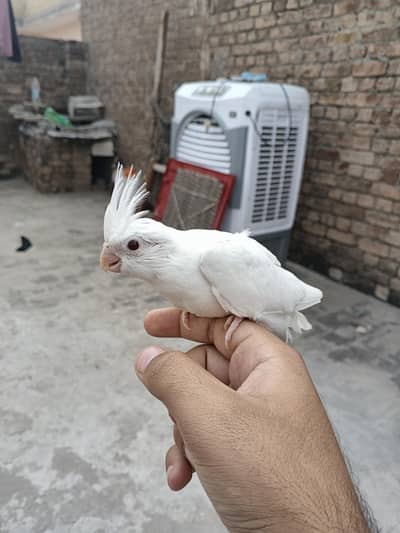 eno cocktail or cockatiel hand tame chick