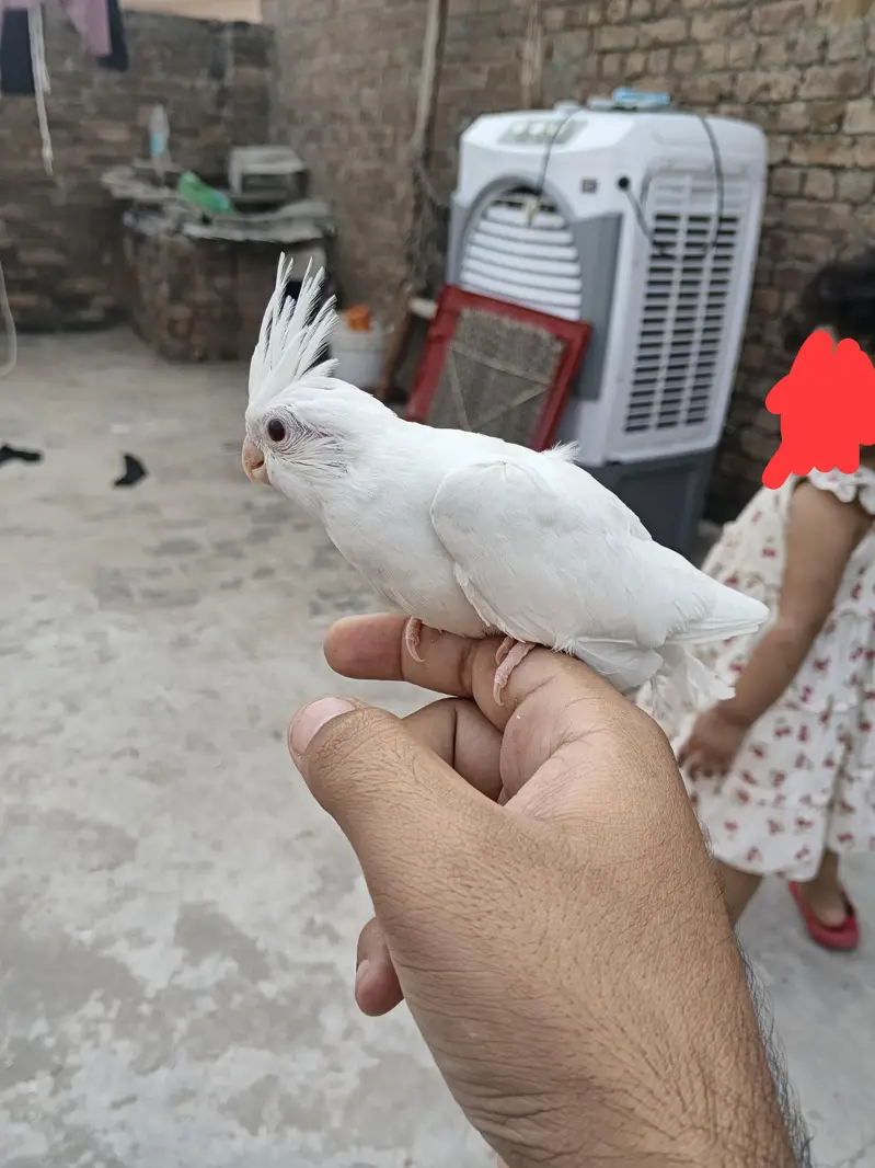 eno cocktail or cockatiel hand tame chick — photo 2