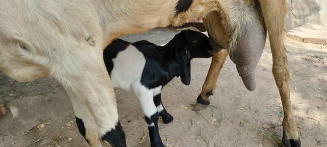 urgent code for sale bakri dudh wali baccha female