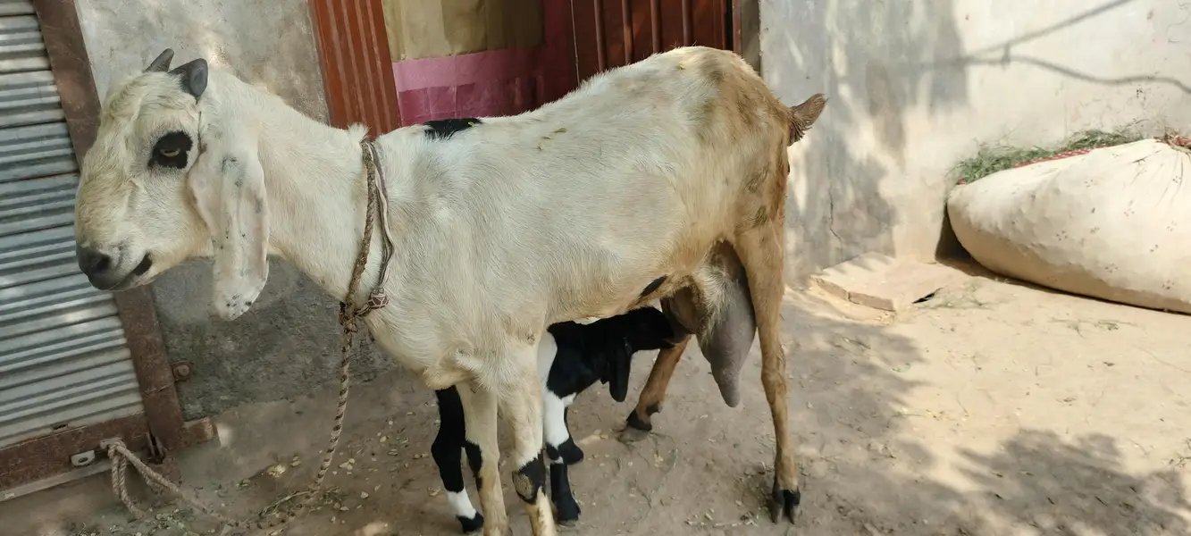 urgent code for sale bakri dudh wali baccha female — photo 2
