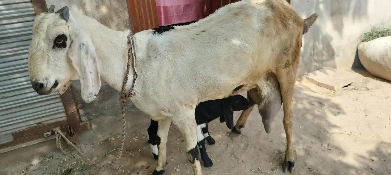 urgent code for sale bakri dudh wali baccha female — photo 3