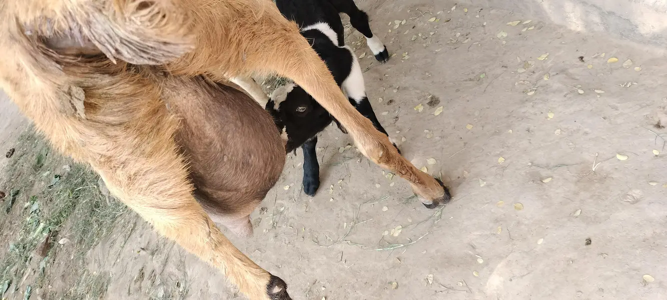urgent code for sale bakri dudh wali baccha female — photo 4