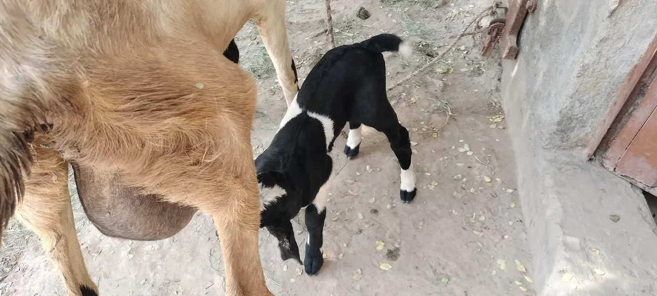 urgent code for sale bakri dudh wali baccha female — photo 5