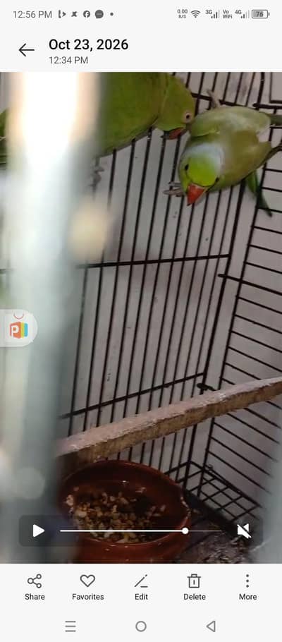 ringneck pair