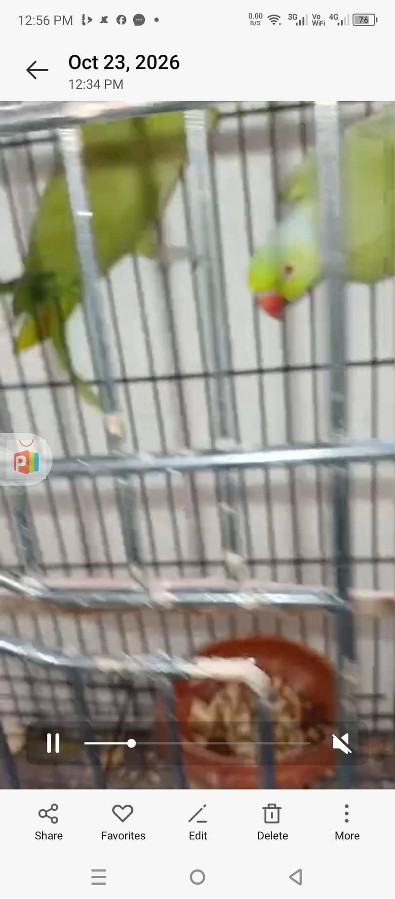 ringneck pair 1