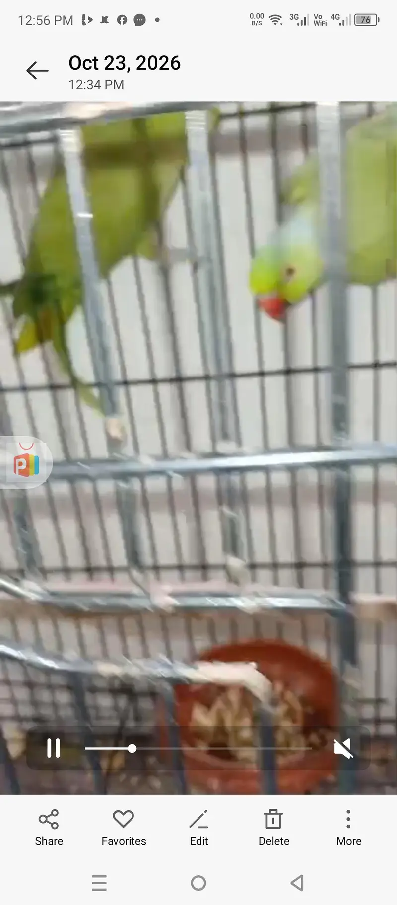 ringneck pair — photo 2